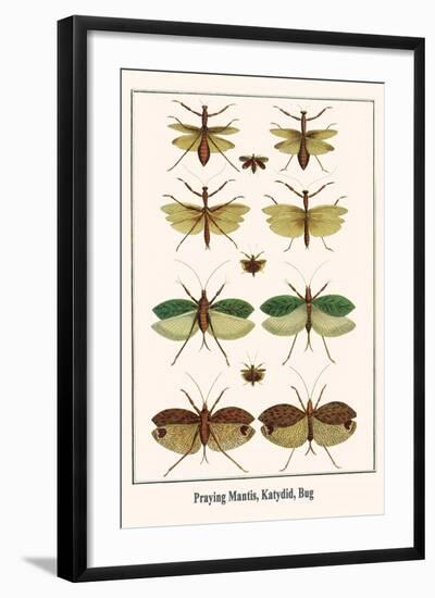 Praying Mantis, Katydid, Bug-Albertus Seba-Framed Art Print