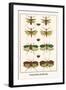 Praying Mantis, Katydid, Bug-Albertus Seba-Framed Art Print