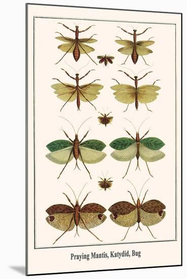 Praying Mantis, Katydid, Bug-Albertus Seba-Mounted Art Print