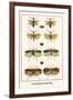 Praying Mantis, Katydid, Bug-Albertus Seba-Framed Art Print