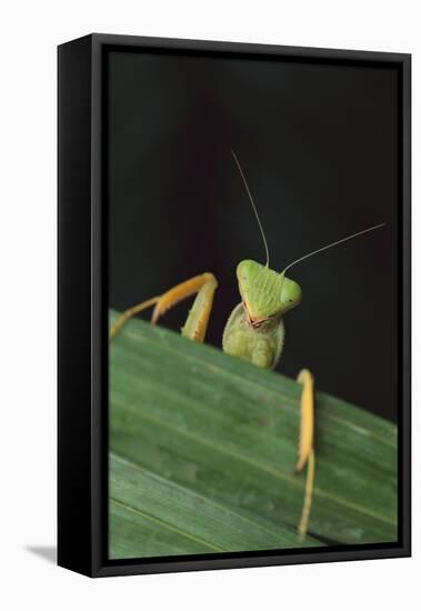 Praying Mantis Looking out from behind Leaf-DLILLC-Framed Stretched Canvas