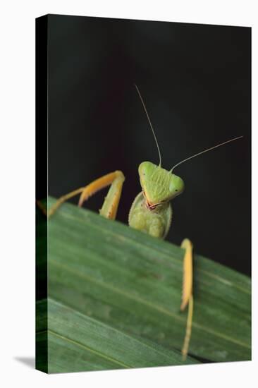 Praying Mantis Looking out from behind Leaf-DLILLC-Stretched Canvas