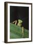 Praying Mantis Looking out from behind Leaf-DLILLC-Framed Premium Photographic Print