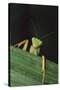 Praying Mantis Looking out from behind Leaf-DLILLC-Stretched Canvas