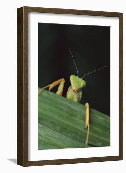 Praying Mantis Looking out from behind Leaf-DLILLC-Framed Photographic Print