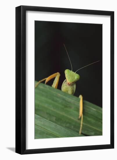 Praying Mantis Looking out from behind Leaf-DLILLC-Framed Photographic Print