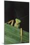 Praying Mantis Looking out from behind Leaf-DLILLC-Mounted Photographic Print