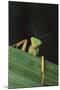 Praying Mantis Looking out from behind Leaf-DLILLC-Mounted Photographic Print