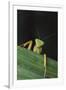 Praying Mantis Looking out from behind Leaf-DLILLC-Framed Photographic Print