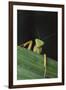 Praying Mantis Looking out from behind Leaf-DLILLC-Framed Photographic Print