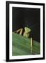 Praying Mantis Looking out from behind Leaf-DLILLC-Framed Photographic Print