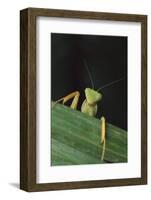 Praying Mantis Looking out from behind Leaf-DLILLC-Framed Photographic Print