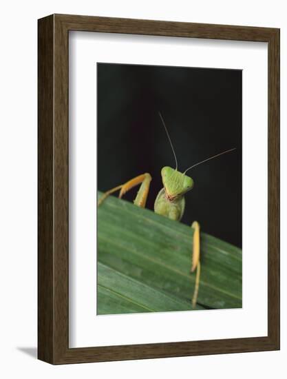 Praying Mantis Looking out from behind Leaf-DLILLC-Framed Photographic Print