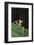 Praying Mantis Looking out from behind Leaf-DLILLC-Framed Photographic Print