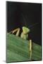 Praying Mantis Looking out from behind Leaf-DLILLC-Mounted Photographic Print