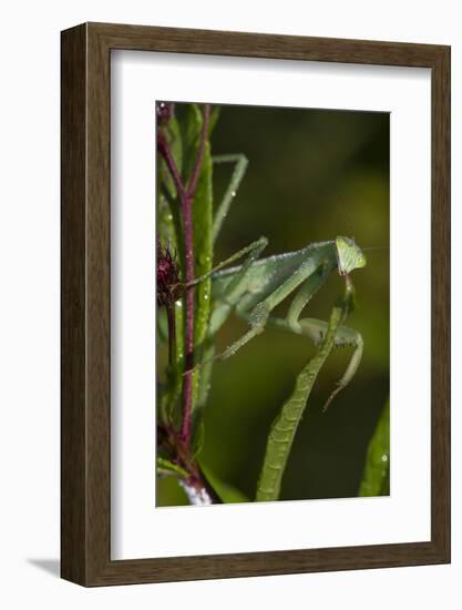 Praying Mantis (Mantis Religiosa) Dew-Soaked at Dawn-Lynn M^ Stone-Framed Photographic Print