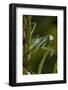 Praying Mantis (Mantis Religiosa) Dew-Soaked at Dawn-Lynn M^ Stone-Framed Photographic Print