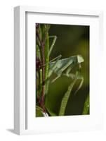 Praying Mantis (Mantis Religiosa) Dew-Soaked at Dawn-Lynn M^ Stone-Framed Photographic Print