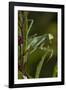 Praying Mantis (Mantis Religiosa) Dew-Soaked at Dawn-Lynn M^ Stone-Framed Photographic Print