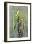 Praying Mantis (Mantis Religiosa) Pair On Plant Facing Each Other, Lorraine, France, September-Michel Poinsignon-Framed Photographic Print