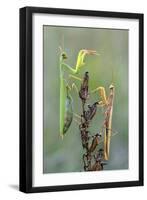 Praying Mantis (Mantis Religiosa) Pair On Plant Facing Each Other, Lorraine, France, September-Michel Poinsignon-Framed Photographic Print