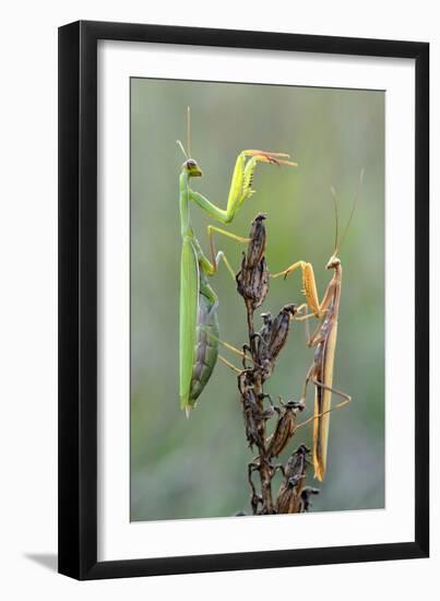 Praying Mantis (Mantis Religiosa) Pair On Plant Facing Each Other, Lorraine, France, September-Michel Poinsignon-Framed Photographic Print