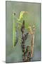 Praying Mantis (Mantis Religiosa) Pair On Plant Facing Each Other, Lorraine, France, September-Michel Poinsignon-Mounted Photographic Print