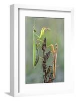 Praying Mantis (Mantis Religiosa) Pair On Plant Facing Each Other, Lorraine, France, September-Michel Poinsignon-Framed Photographic Print