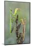 Praying Mantis (Mantis Religiosa) Pair On Plant Facing Each Other, Lorraine, France, September-Michel Poinsignon-Mounted Photographic Print