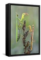 Praying Mantis (Mantis Religiosa) Pair On Plant Facing Each Other, Lorraine, France, September-Michel Poinsignon-Framed Stretched Canvas