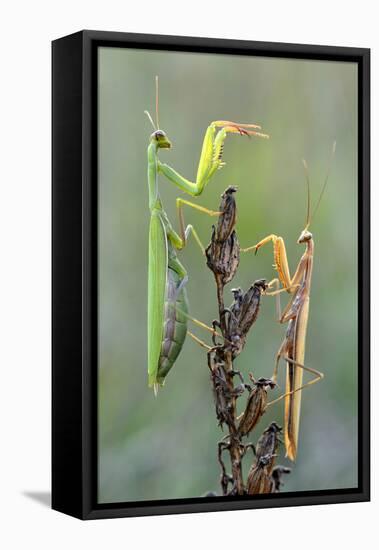 Praying Mantis (Mantis Religiosa) Pair On Plant Facing Each Other, Lorraine, France, September-Michel Poinsignon-Framed Stretched Canvas