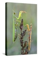 Praying Mantis (Mantis Religiosa) Pair On Plant Facing Each Other, Lorraine, France, September-Michel Poinsignon-Stretched Canvas