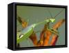 Praying Mantis on Orange Heliconia Flower-Papilio-Framed Stretched Canvas