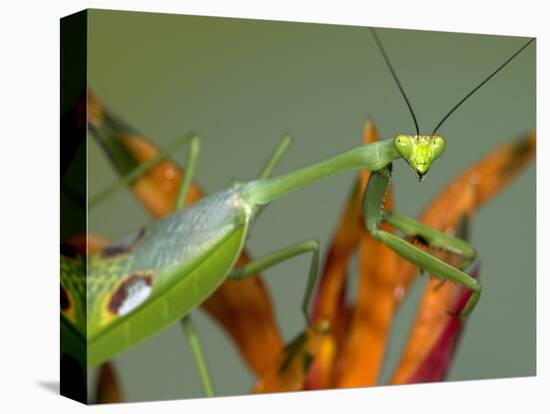 Praying Mantis on Orange Heliconia Flower-Papilio-Stretched Canvas