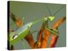 Praying Mantis on Orange Heliconia Flower-Papilio-Stretched Canvas