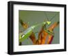 Praying Mantis on Orange Heliconia Flower-Papilio-Framed Photographic Print