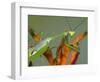 Praying Mantis on Orange Heliconia Flower-Papilio-Framed Photographic Print