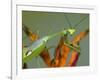 Praying Mantis on Orange Heliconia Flower-Papilio-Framed Photographic Print