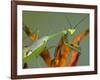 Praying Mantis on Orange Heliconia Flower-Papilio-Framed Photographic Print