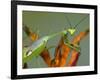 Praying Mantis on Orange Heliconia Flower-Papilio-Framed Photographic Print