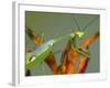 Praying Mantis on Orange Heliconia Flower-Papilio-Framed Photographic Print