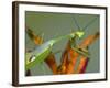 Praying Mantis on Orange Heliconia Flower-Papilio-Framed Photographic Print