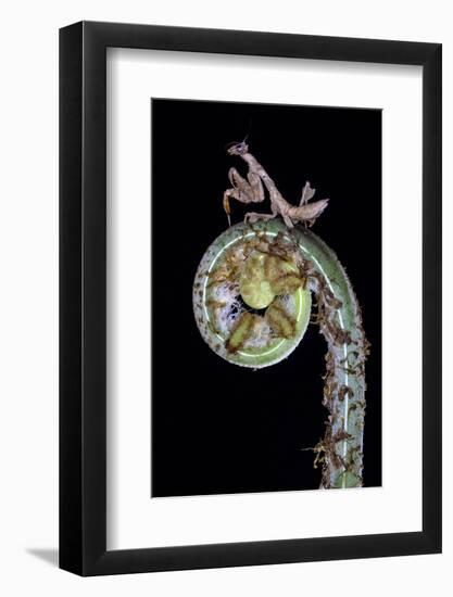 Praying mantis on plant, Sarapiqui, Costa Rica-Panoramic Images-Framed Photographic Print