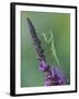 Praying Mantis on Purple Loosestrife-Adam Jones-Framed Photographic Print