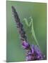 Praying Mantis on Purple Loosestrife-Adam Jones-Mounted Photographic Print