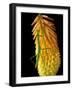 Praying Mantis on Red Hot Poker Plant, Rochester Hills, Michigan, USA-Claudia Adams-Framed Photographic Print