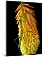 Praying Mantis on Red Hot Poker Plant, Rochester Hills, Michigan, USA-Claudia Adams-Mounted Photographic Print