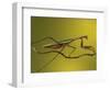 Praying Mantis on Twig, Rochester Hills, Michigan, USA-Claudia Adams-Framed Photographic Print