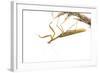 Praying Mantis on White Background, Marion County, Il-Richard and Susan Day-Framed Photographic Print