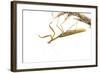 Praying Mantis on White Background, Marion County, Il-Richard and Susan Day-Framed Photographic Print